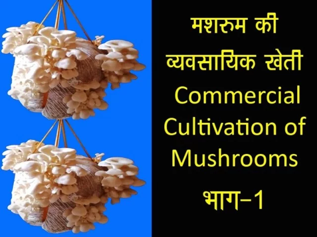 Mashroom-Ki-Vyavasayik-Kheti-Commercial-cultivation-of-mushrooms