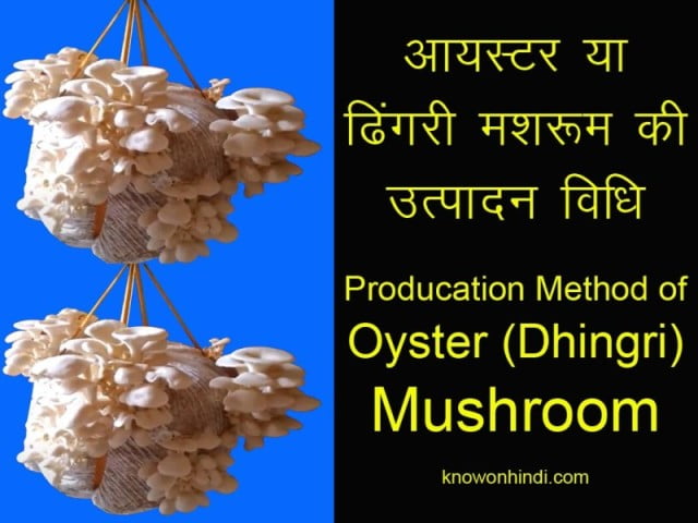 Oyster-ya-Dhingri-Mushroom-ki-utpadan-vidhi-Production-method-of-Oyster-Dhingri-Mushroom