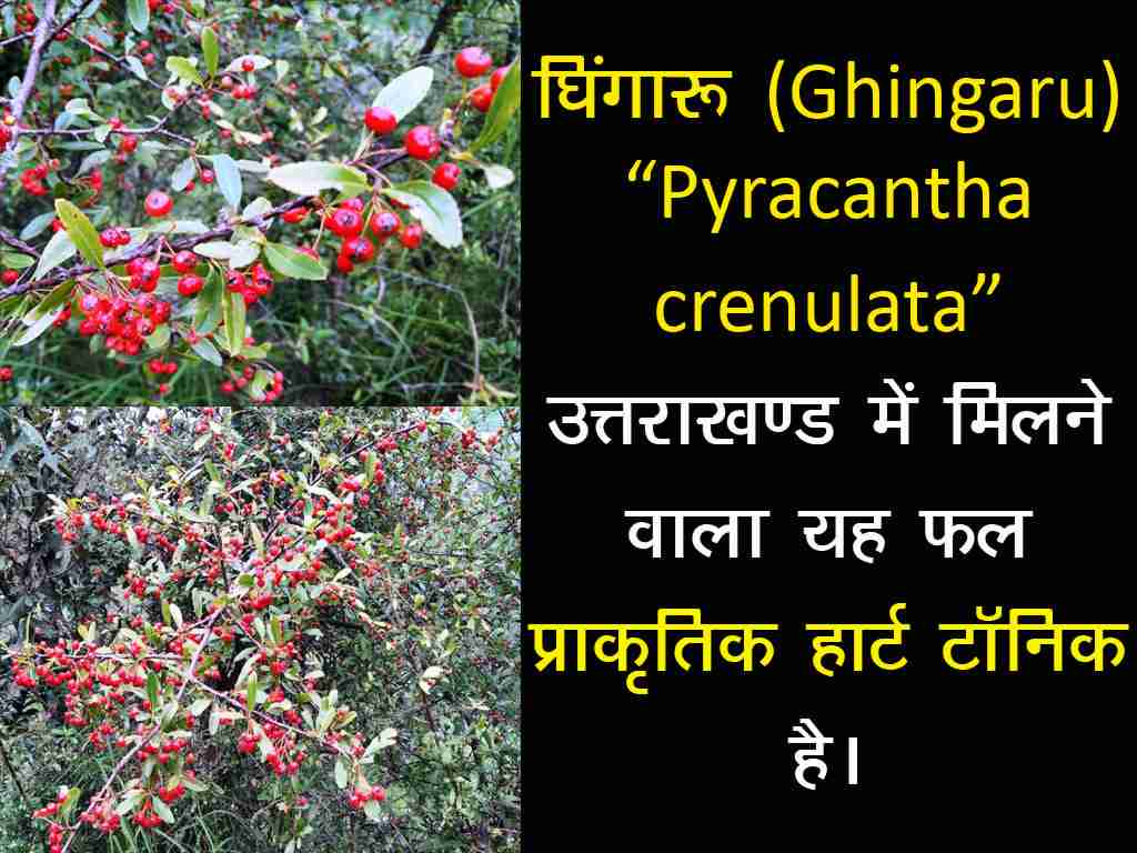 Ghingaru-Pyracantha-crenulata)-uttaraakhand-mein-milne-waala-yah-phal-prakrtik-heart-tonic-hai