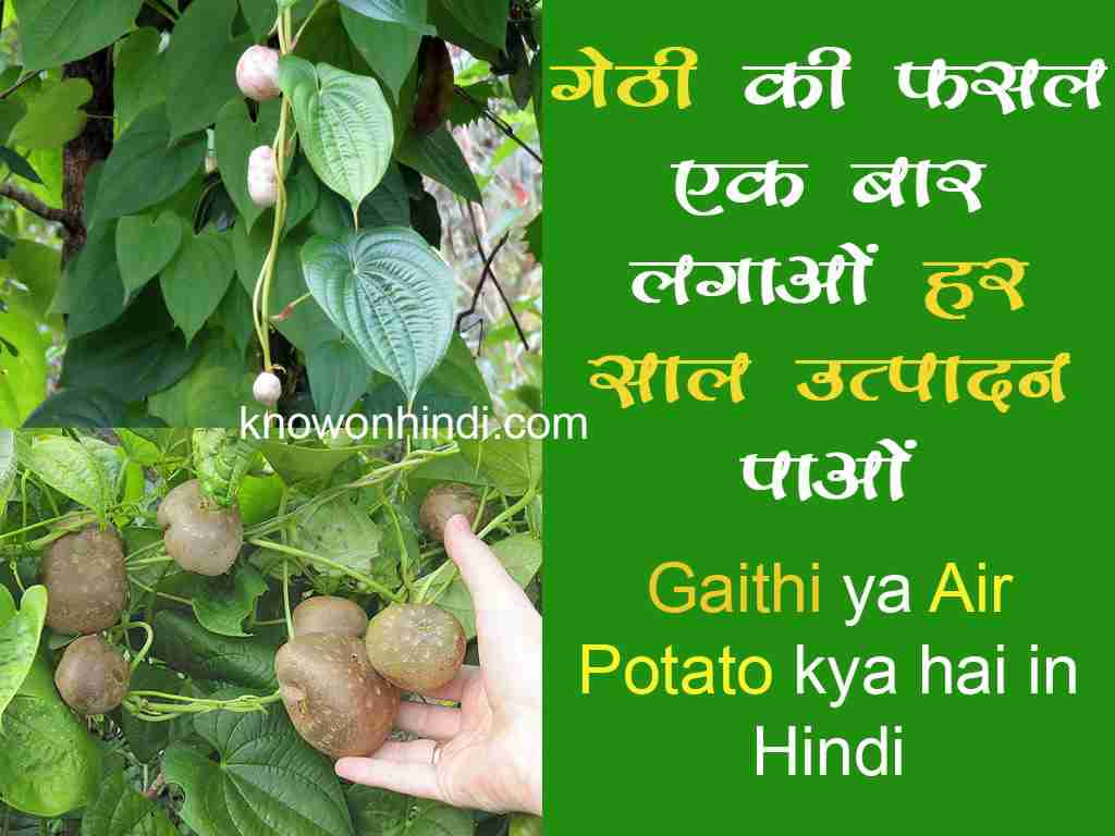 Gaithi-ya-Air-Potato-kya-hai-in-Hindi