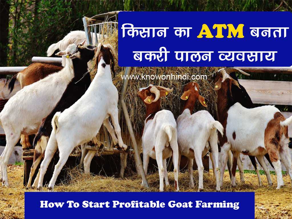 how-to-start-profitable-goat-farming-business